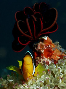 Anemonefish protecting its home.
I like the red Feathers... by Christian Nielsen 
